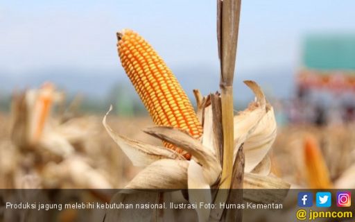 Produksi Jagung Melebihi Kebutuhan Nasional