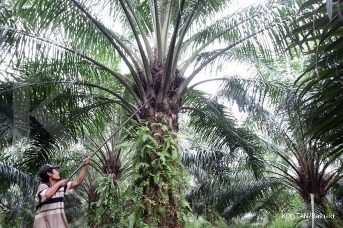 kenaikan-produksi-dan-pemberlakuan-pajak-ekspor-malaysia-bebani-harga-cpo