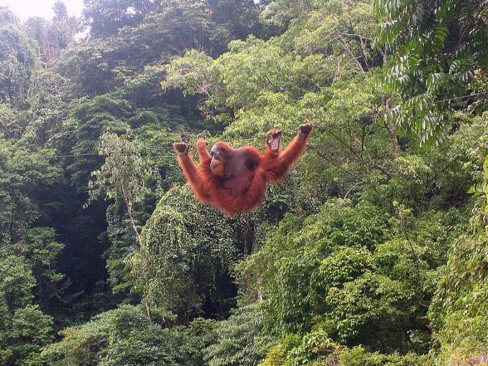 TERANCAM PUNAH Tiga Taman Nasional Warisan Dunia di Bukit Barisan