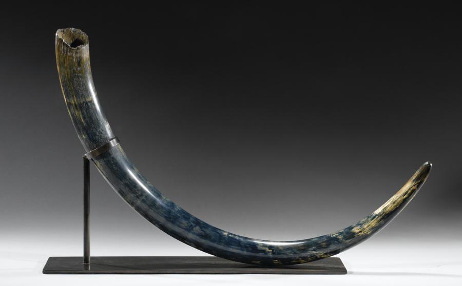 Langka! Gading Mammoth Berwarna Biru Dilelang! Tertarik?