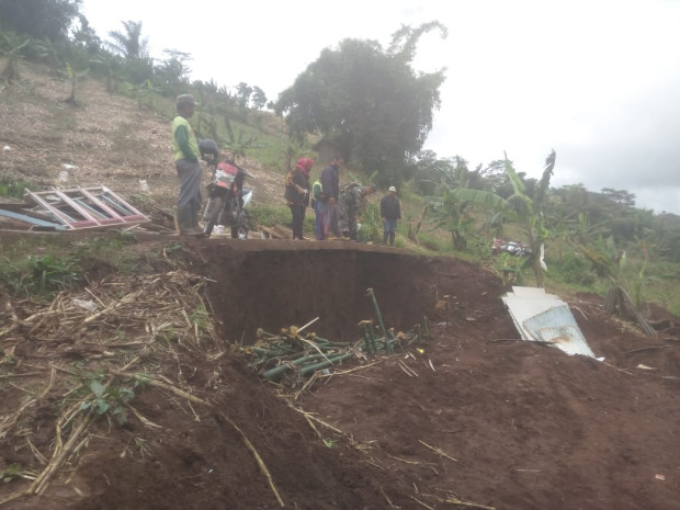 Unik, Pisang di Mentawai Ini Selalu Berbuah Aneh, Satu Batang Dua Jantung