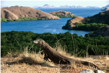 Alam Laut Labuan Bajo, Magnet Turis Mancanegara | KASKUS