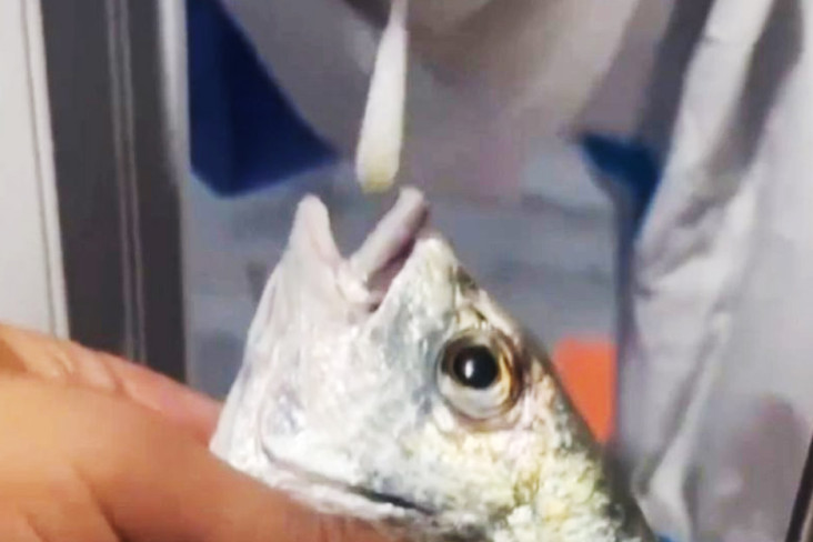 viral-video-china-lakukan-tes-covid-19-pada-ikan