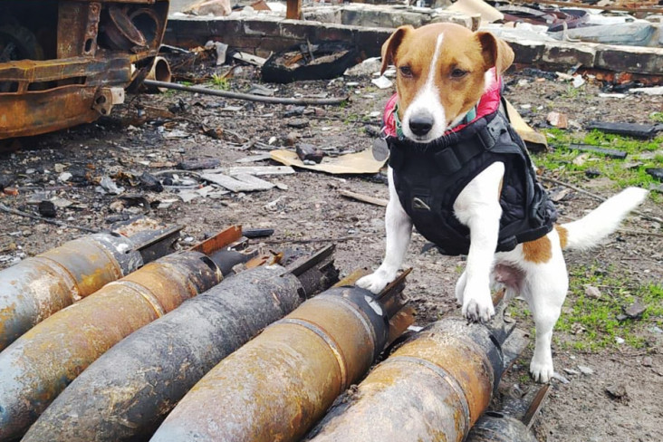 hari-kemerdekaan-anjing-pahlawan-ukraina-kirim-pesan-ke-putin