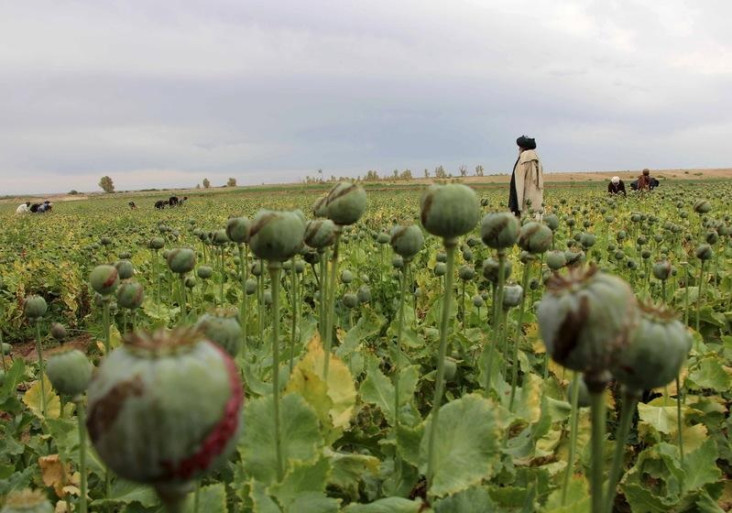 budidaya-opium-melonjak-sejak-taliban-ambil-alih-afghanistan