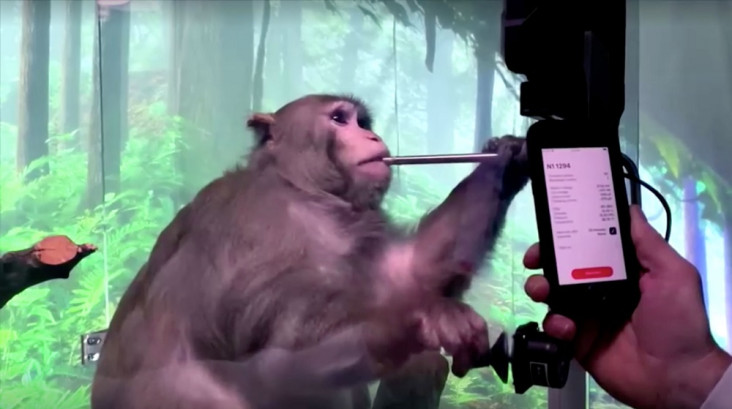 banyak-hewan-tersiksa-dan-mati-perusahaan-chip-otak-elon-musk-diselidiki