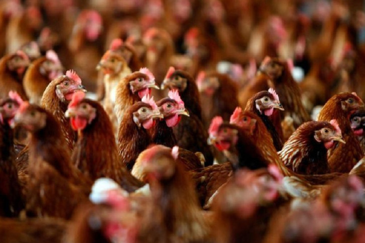 pria-china-dipenjara-karena-menakut-nakuti-hingga-mati-1100-ayam-tetangga