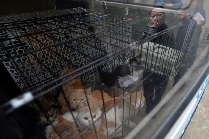 1000-kucing-nyaris-dibantai-untuk-jadi-santapan-di-china