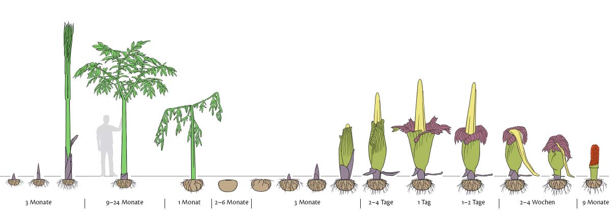 AMORPHOPHALLUS (Bunga Bangkai) Mekar di Kebun Raya Cibodas