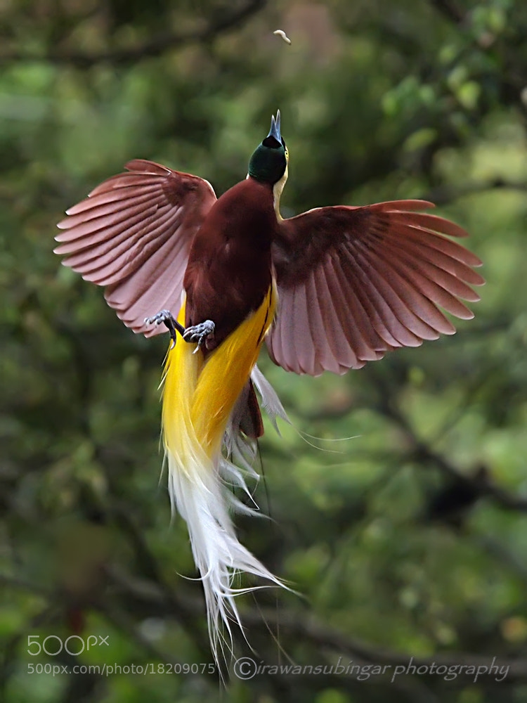 10 Jenis Burung Paling Indah di Dunia 