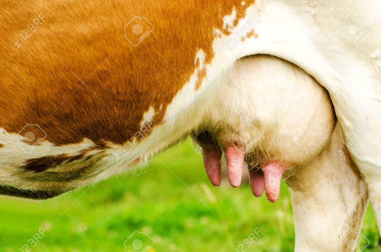 wanita-inilah-5-makanan-terbaik-untuk-memperbesar-payudara-secara-alami