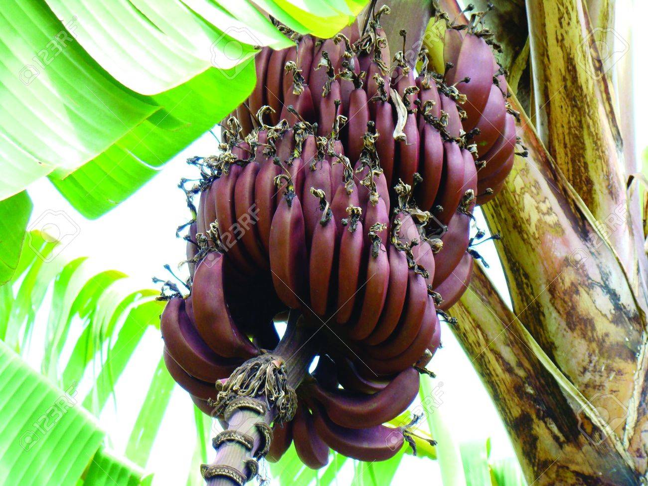 Sudahkah Juragan tahu tentang Pisang Merah?