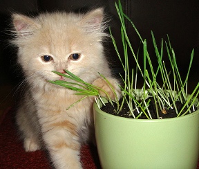Hewan Karnivora ini Makan Rumput loh !!