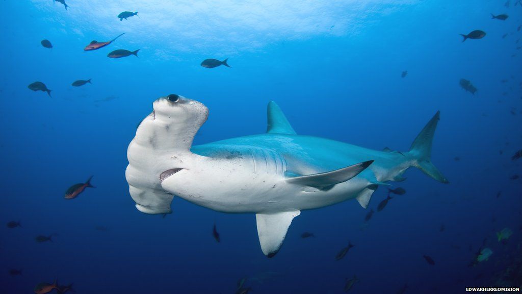Mengapa ikan hiu suka berputar mengelilingi mangsanya?