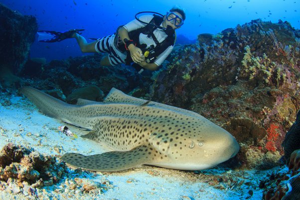 Mengapa ikan hiu suka berputar mengelilingi mangsanya?