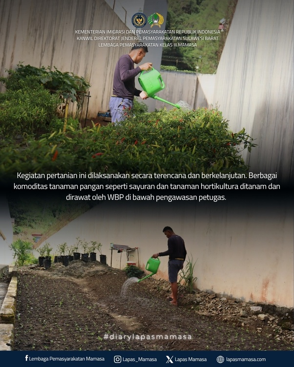 Program Pertanian Lapas Mamasa Wujudkan Pembinaan dan Ketahanan Pangan