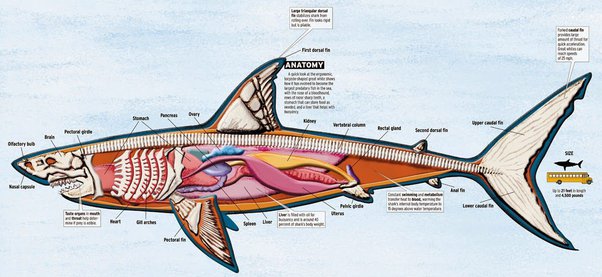 Mengapa ikan hiu suka berputar mengelilingi mangsanya?