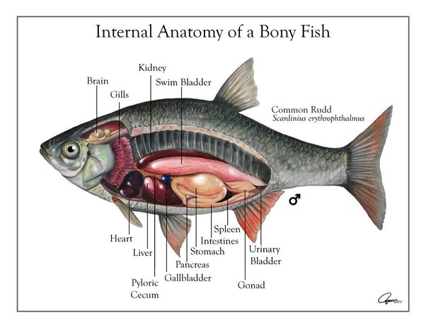 Mengapa ikan hiu suka berputar mengelilingi mangsanya?