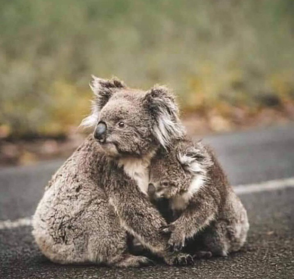 Begini Keadaan Betapa Mengerikannya Kebakaran di Australia