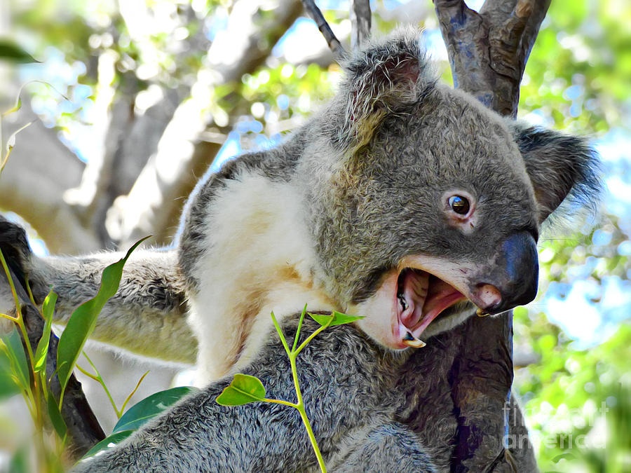 Koala itu imut? Baca ini dan agan akan berfikir dua kali.