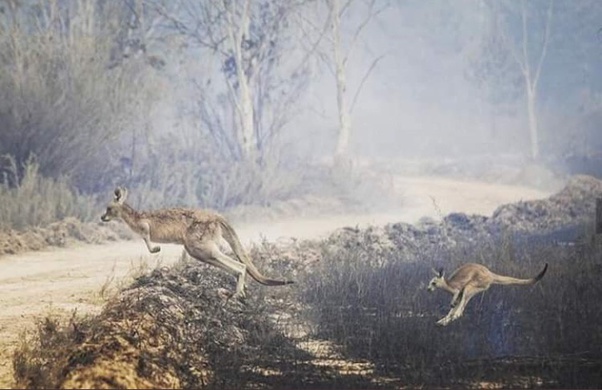 Begini Keadaan Betapa Mengerikannya Kebakaran di Australia