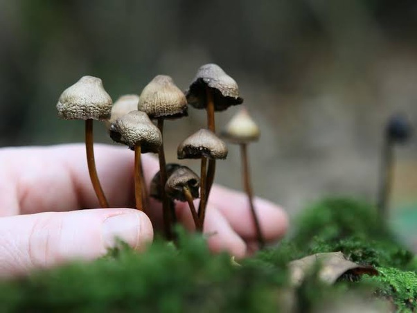 pengalaman-mengonsumsi-magic-mushroom