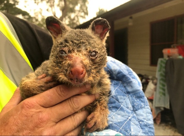 Begini Keadaan Betapa Mengerikannya Kebakaran di Australia