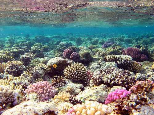 dna-terumbu-karang-memiliki-kemiripan-dengan-manusia-terkait-penyakit-dan-kanker