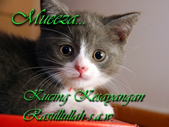 MUEEZA si Kucing Rasulullah SAW