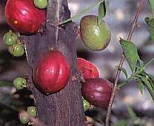 Wawasan Baru : asal pribahasa &quot;Bagai Makan Buah Simalakama&quot; :)