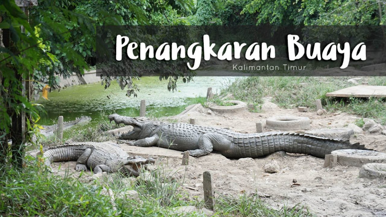 &#91;Coc Reg. KalTim&#93; 5 Fakta Unik Kalimantan Timur yang Bikin Provinsi ini Super Menarik