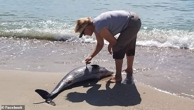 lebih-5000-lumba-lumba-laut-hitam-mati-akibat-invasi-rusia-ke-ukraina
