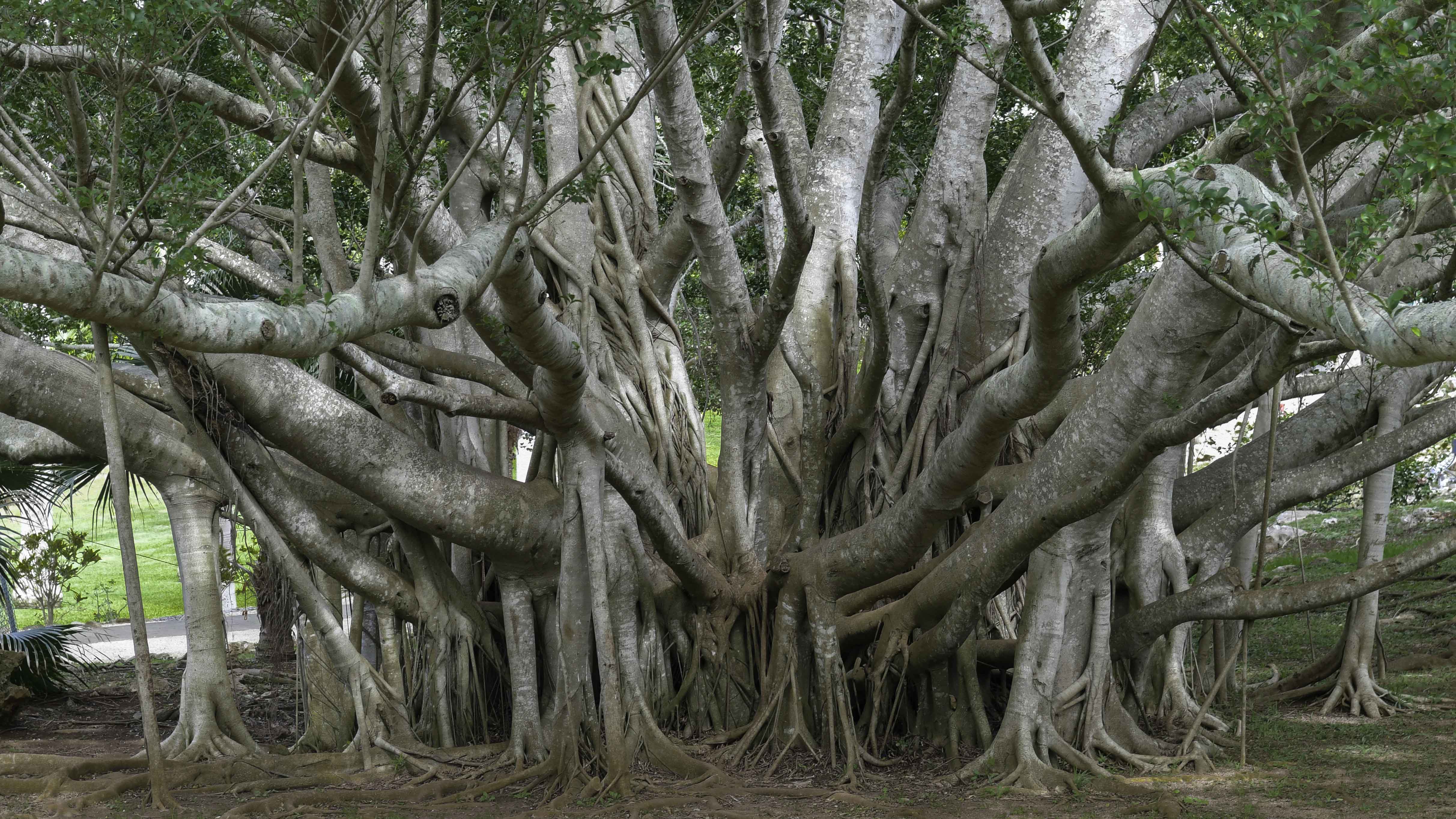 Menanam Ficus Dapat Mencegah Banjir dan Longsor