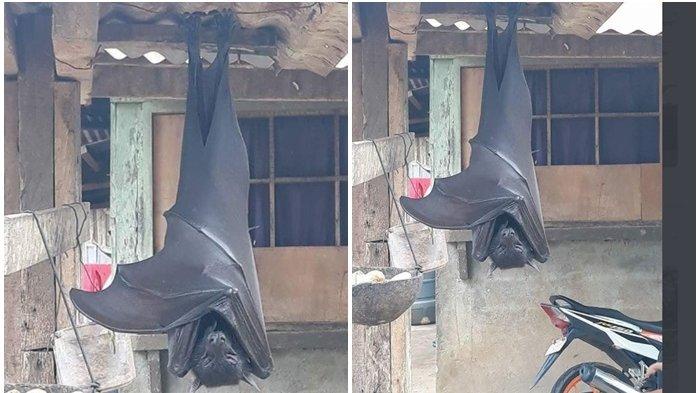 Mengerikan Penampakan Kelelawar Segede Gaban Bikin Takut Warga