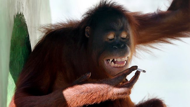 Orangutan Perokok yang Mendunia Melahirkan