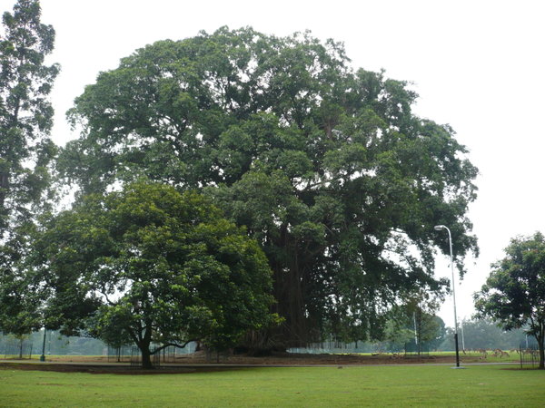 Belajar dari Pohon Beringin