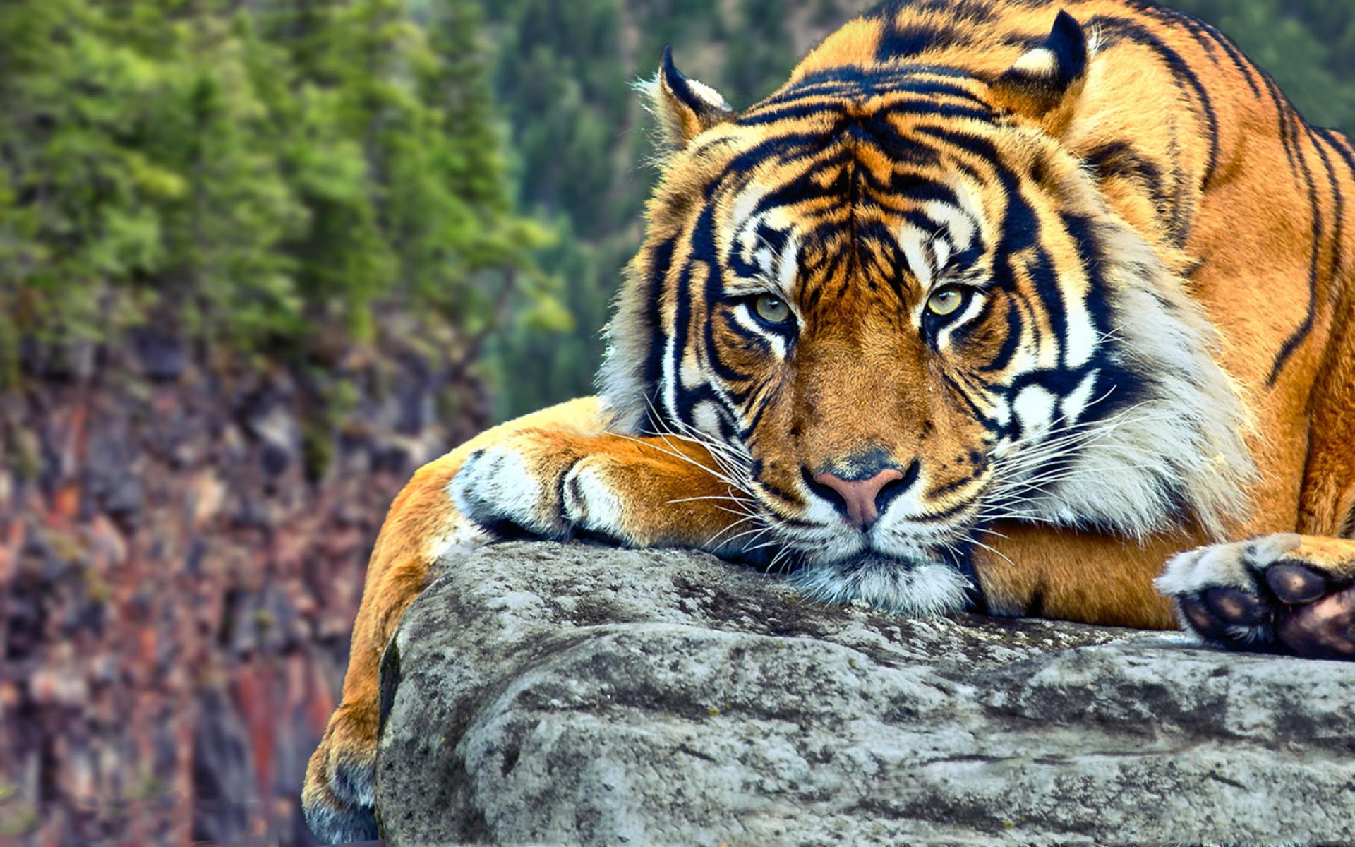 Sedih! Harimau Serbia Sakit Gigi dan Minta Pertolongan Warga