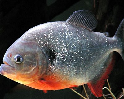 Ikan-Ikan Asal Sungai Amazone