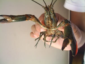 Pemanfaatan Lahan Sempit Untuk Budidaya Lobster (ASLI MANTEP GAN)