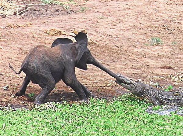 Pembunuh vs Pembunuh
