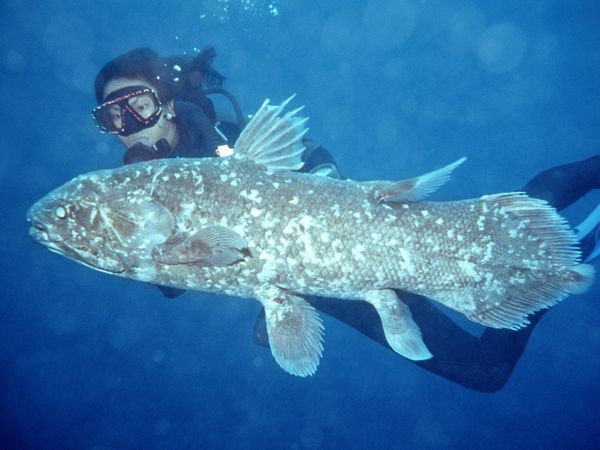 Ikan purba Raja Laut dari Indonesia