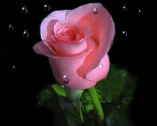 Kenapa Mawar Disebut Sebagai Simbol Cinta?