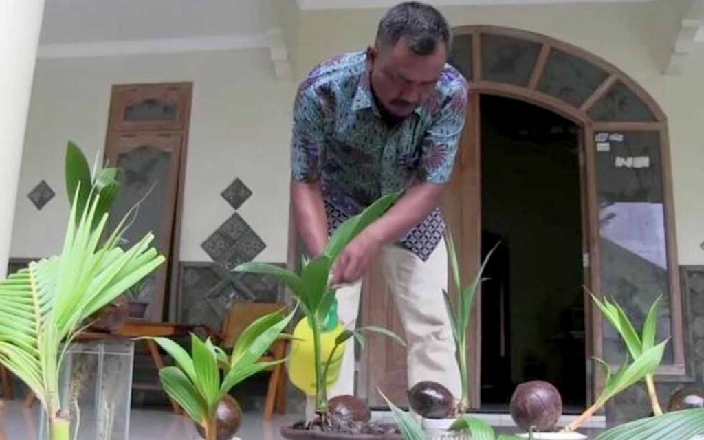 sukses-hasilkan-jutaan-rupiah-dari-budidaya-bonsai-kelapa