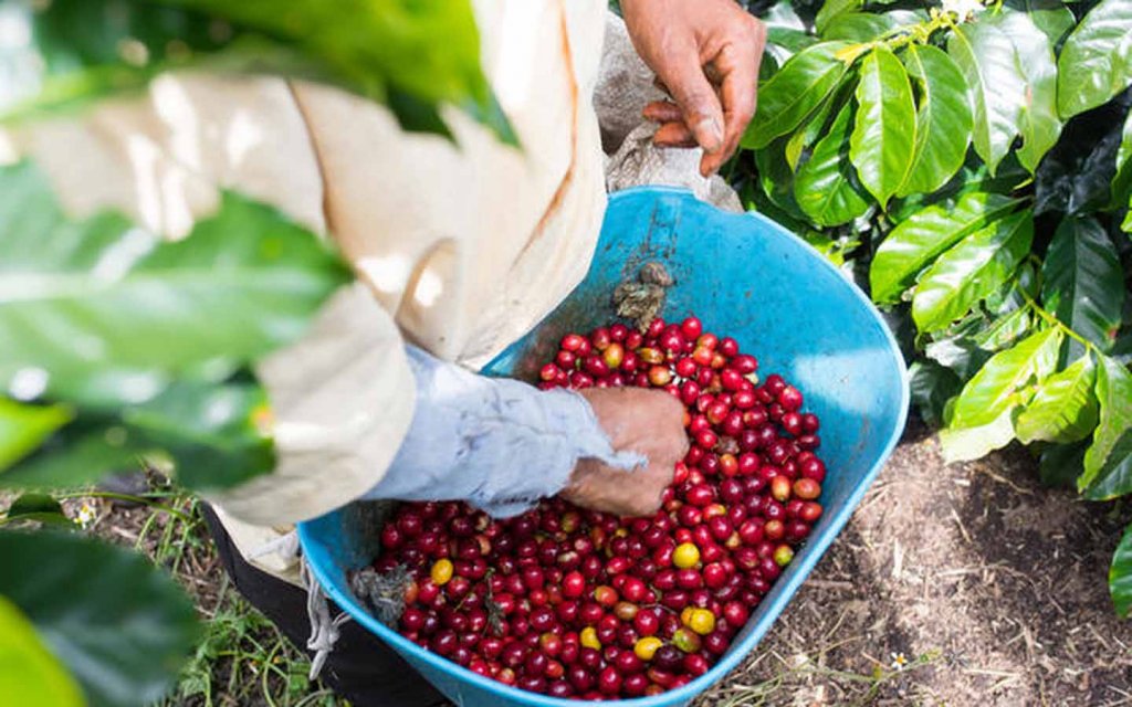 Jangan Sampai Salah Pilih, Ini Dia Perbedaan Kopi Murah dan Mahal