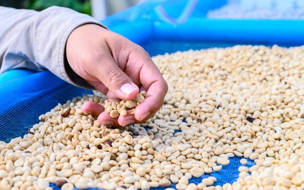 Jangan Sampai Salah Pilih, Ini Dia Perbedaan Kopi Murah dan Mahal