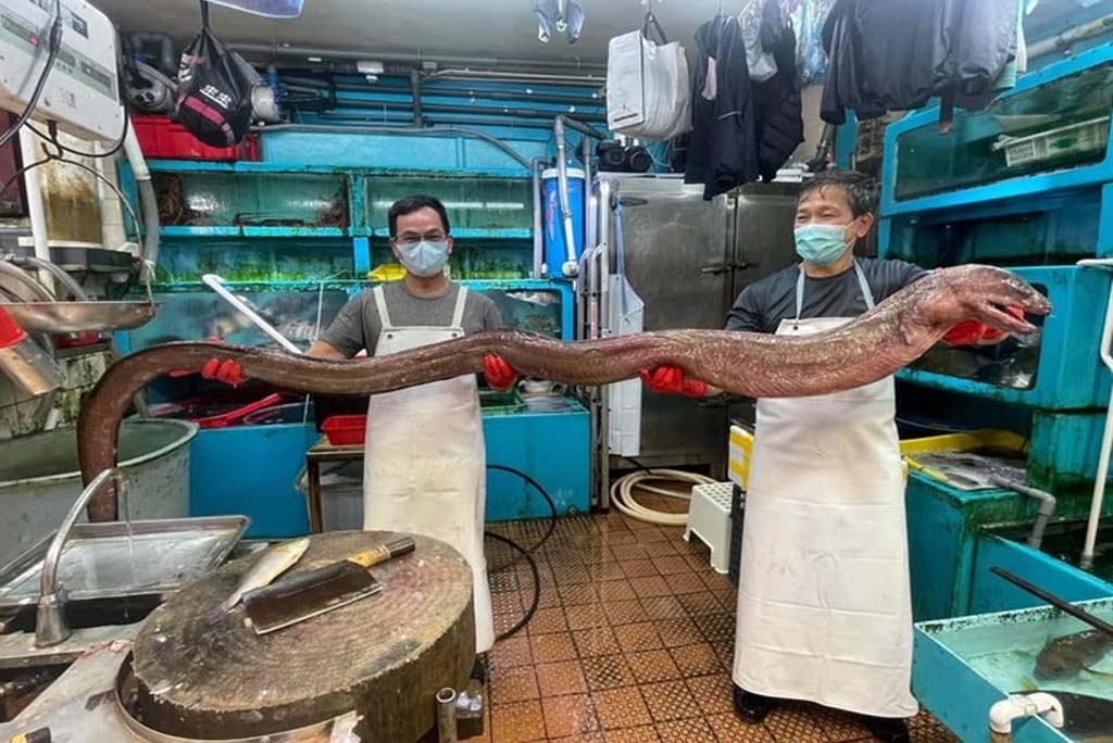 Penemuan Belut Sepanjang 3,6 meter di Hong Kong Malah Diserbu Pecinta Kuliner