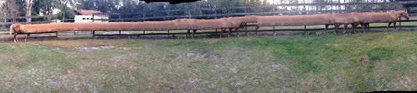 Koleksi Foto Fail Efek Panorama &#91;ANEH+KOCAK&#93;