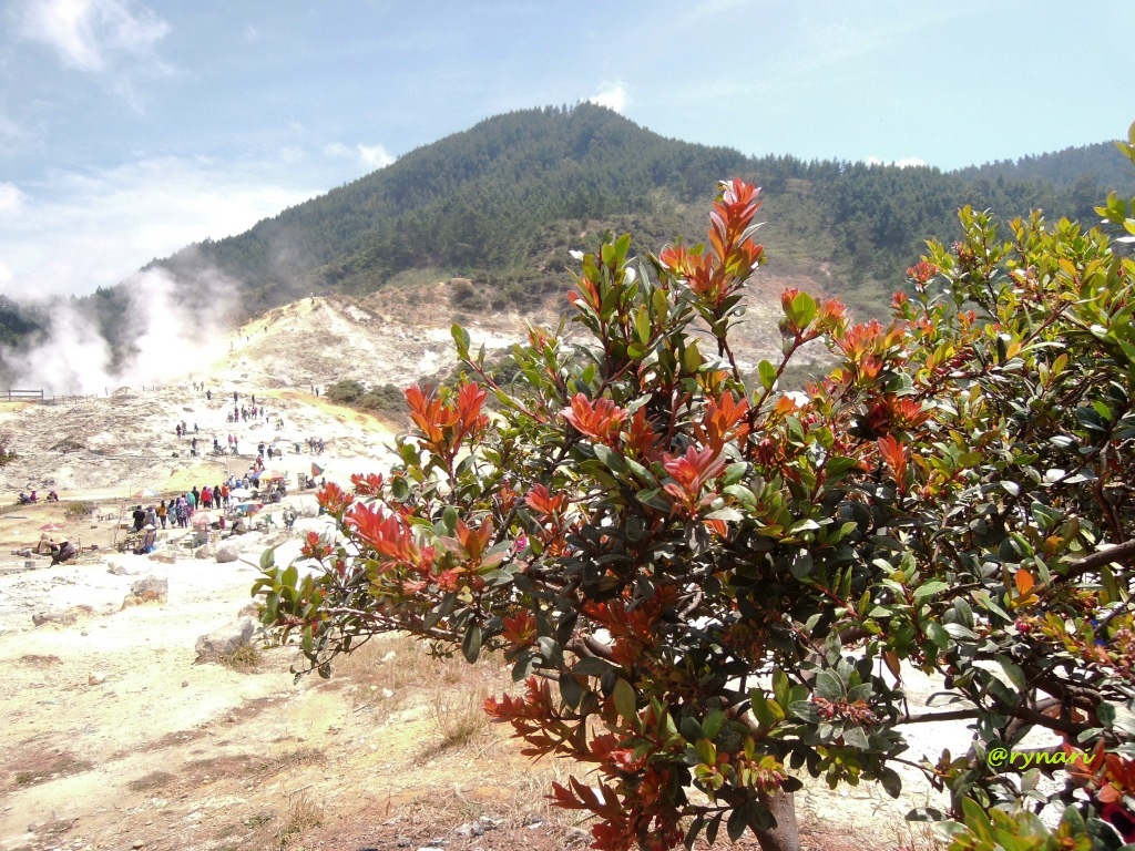 6 Tanaman Gunung yang Tak Kalah Cantik Dari Edelweiss