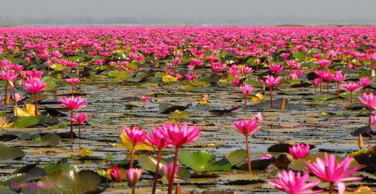 Melihat Indahnya Hamparan Warna Pink di Red Lotus Lake, Thailand