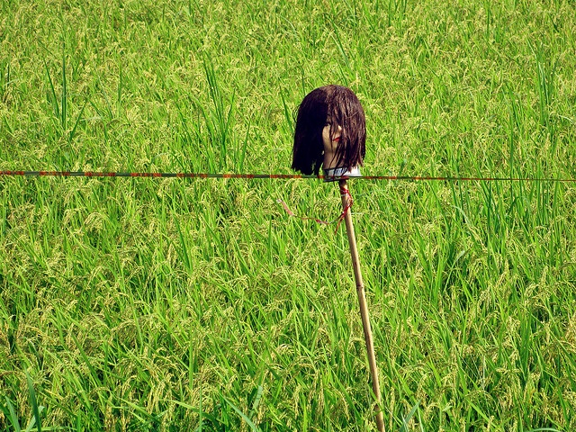 MANEKIN DI SAWAH - SAWAH JEPANG INI MENYERAMKAN GAN!